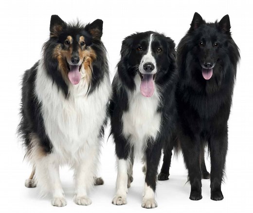 Collie vs. Border Collie: Which is the right shepherd dog for you? - BorderCollieHealth