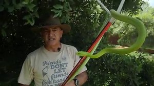 3.4K views · 59 reactions | A bright green snake that inhabits...