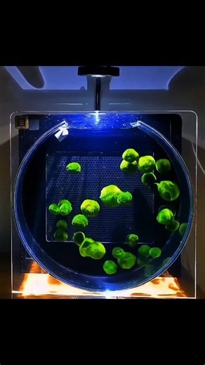 ✨ Marimo (Aegagropila linnaei) ✨ Not just “moss balls” — they’re rare spherical algae found in Japan, Iceland, Scotland & beyond. 🌀 How they form Rolling waves sculpt loose filaments into perfect balls. Inside, scientists discovered annual rings & even microbial layers that help them grow big. 🌡️ Why endangered Pollution, warming lakes & habitat loss caused famous colonies (like in Iceland’s Lake Mývatn) to collapse within years. Even Japan’s Lake Akan marimo — a protected treasure — has shrun