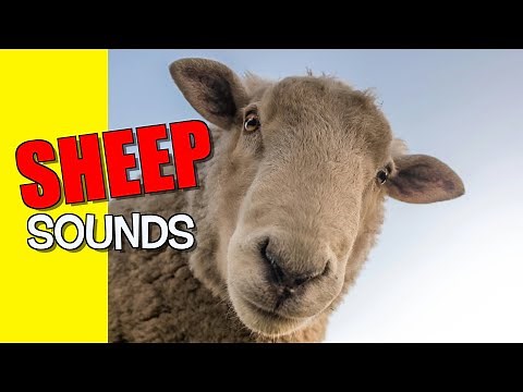 Sheep Sound Effects