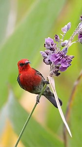 69K views · 10K reactions | The Moluccan bird gave our teacher a lot of fun taking photos! #birdsofaustralia #birdsinflight #birdsong #birdseye #birdsofparadise #BirdsOfInstagram #birdselite #birdsofig #birdsofprey #birds #birdsnest #birdstagram #birdsofindia #birdseyeview #BirdsOfAFeather #birdslover #birdskull | Pop 10M | Facebook