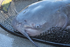 Channel Cat Feeding Factors: Timing Peak Bites - In-Fisherman