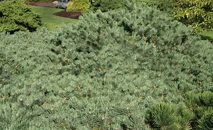 Pinus sylvestris 'Albyn Prostrata' Creeping Scot's Pine