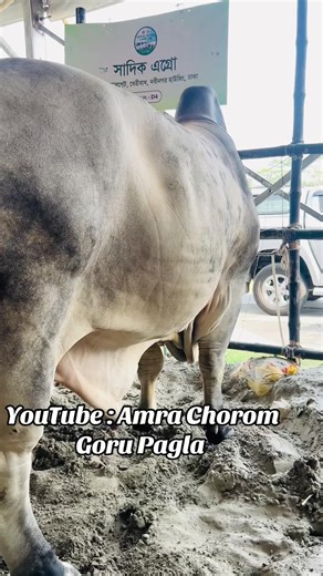 Exploring Brahman and Holstein Cattle Breeds