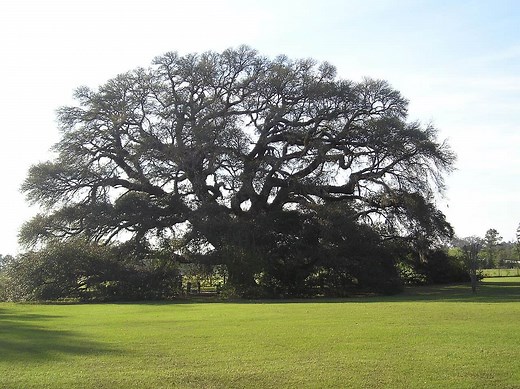 22 Types of Oak Trees in Alabama - ProGardenTips