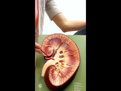 Urinary System (Anatomy and Physiology II)