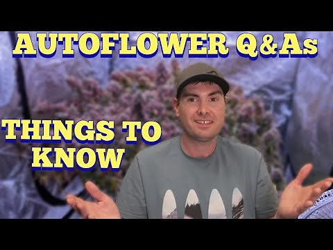 Things To Know About Autoflowers - Grow Q&As