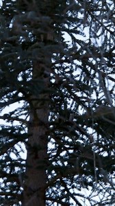 337K views · 1.1K reactions | En medio de las inhóspitas tierras de Alaska, lo importante es que donde pongas el ojo… ¡Aciertes la bala! Mientras se adentra en los salvajes bosques, este cazador veterano logra realizar un increíble descubrimiento que podría salvarle la vida durante el duro invierno que se acerca ¡Mira el video y descubre qué sucedió! 閭⚠ #SobreviviendoaAlaska | Discovery Latinoamérica | Facebook