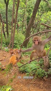 44K views · 679 reactions | Lovely Baby Monkey Training Climb Tree With Brother | TV Monkey | Facebook