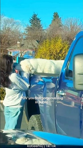 They Found A Gorgeous Dog In Public