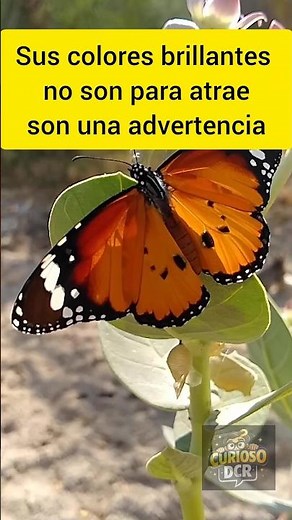 Esta mariposa es tóxica 😱 | El secreto de la mariposa monarca que pocos conocen