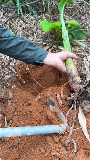 Planting Musa × paradisiaca plants Tutorial #farming #shorts