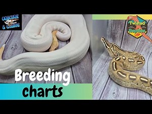 Breeding Charts for Ball Pythons!