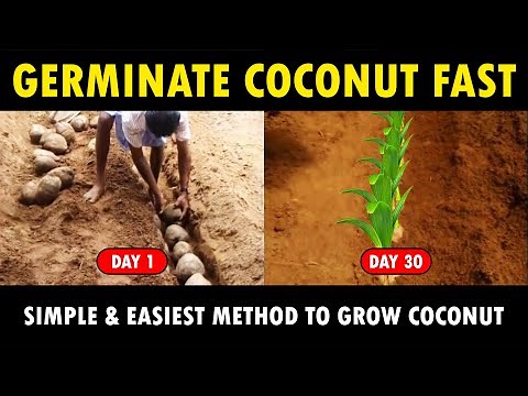 How to Germinate Coconut Seeds Fast..? Coconut Planting Method