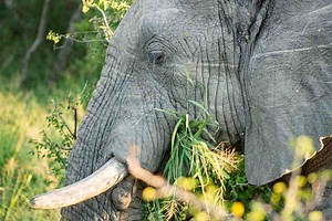 How Many Stomachs Does An Elephant Have? - The Elephant Guide