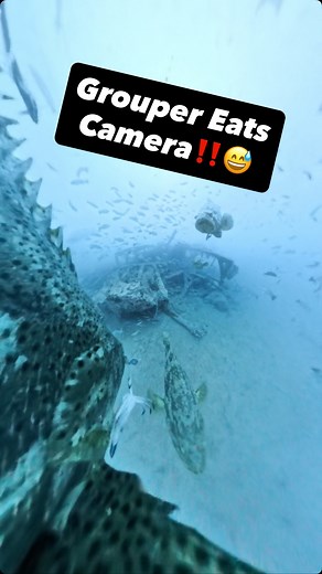 64K views · 3.4K reactions | Dropped a camera on a ship wreck. A giant fish swallowed it. The rest looks fake but it is real @viceversafishing #fishing #ocean #boat #shipwreck | Professional Angler Scott Martin / Scott Martin Challenge TV | Facebook