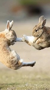 When bunny season turns into boxing season 🥊🐇These wild rabbits aren’t just play-fighting — this is how they sort out mates and territory. Powerful kicks, fast paws, and mid-air duels are all part of the show.Nature’s version of a title fight, and the crowd is always wild. #RabbitBoxing #WildlifeReels #AnimalFacts #NatureDrama #BunnyBattle | Discvr Blog