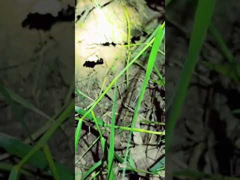 Hunting Snakes in the Dark: High-Risk Night Mission