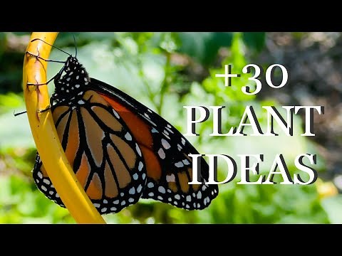 WANT BUTTERFLIES?!? 21 MUST KNOW Tips to Create a Butterfly Friendly Garden