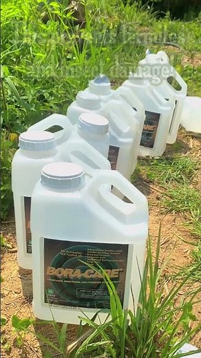 How to pre-treat wood with BORA-CARE to protect your building project from termites + insect damage