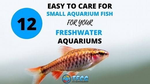 12 Best Small Aquarium Fish For Small Fish Tanks