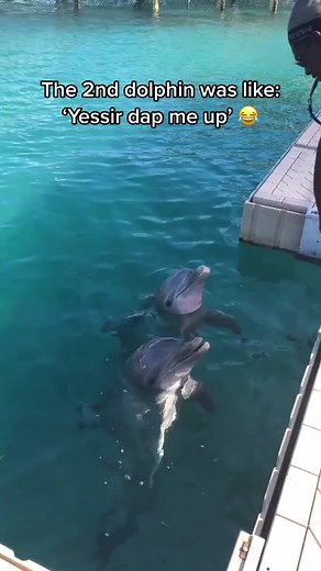 Funny Dolphin Interaction Video Compilation