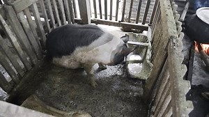 Pig sitting in pig pen while lady cooks food using firewood beside it