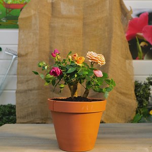 35K views · 114 reactions | Gardening Made Easy: Tips for a Relaxed and Successful Garden | Green Bean | Facebook