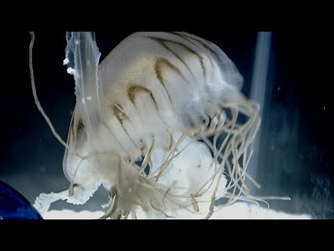 THE BACK HORN｢未来｣MUSIC VIDEO