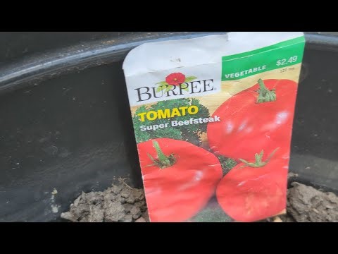 Why Hydroponics? The Ultimate Beginner’s Guide (Pros, Cons & How-To!)