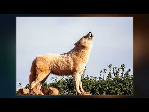 Female Copulatory Vocalizations