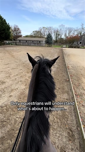 #equestrian #horses #dressagetraining #horseguy #fyp | equestrian
