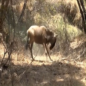 6.8K views · 46 reactions | Wildebeest - The Prey of Leopard. | Wildlife War | Facebook