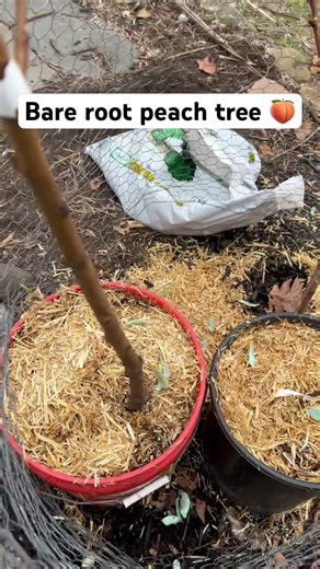 Planting a Bare Root Peach Tree 🌸🍑 (Watch This!)