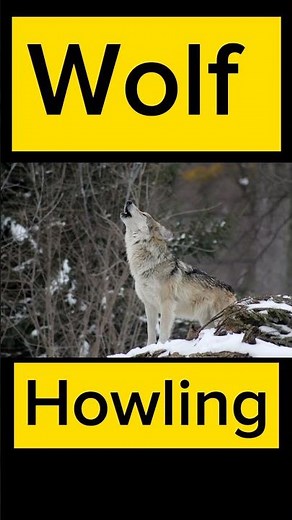 Wolf Howling Sound | Wolf Sounds #wildlife #animalsounds #shortsfeed #wildlifeentertainment