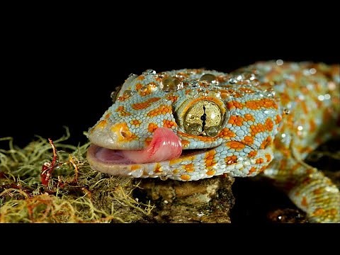 Gecko Sound Effect | Sound A Gecko Makes