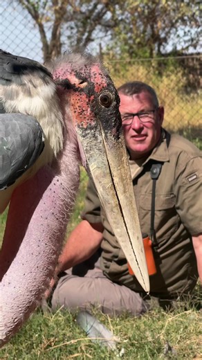 Marabou Stork: Nature's Unique Scavenger