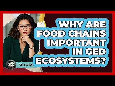 Why Are Food Chains Important In GED Ecosystems? - Your GED Coach