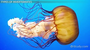 Invertebrates | Definition, Types & Examples