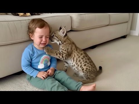 The Bobcat Kept Pushing The Toddler Down. When The Vet Saw Why, The Parents Cried
