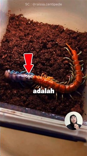 Unique Facts about Centipedes #animals #facts