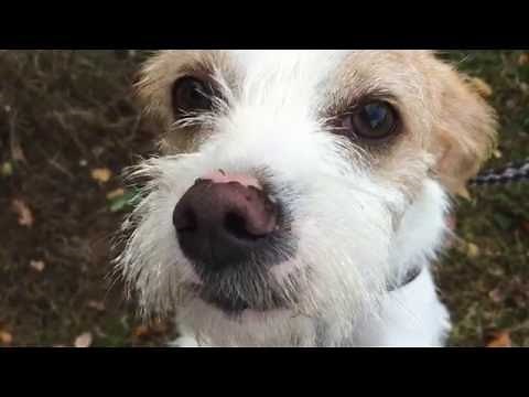 Terrier SOS Alfie Jack Russell Parsons Terrier looking for a home
