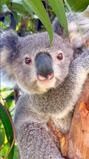 Koala's Funniest Moments Caught on Cam