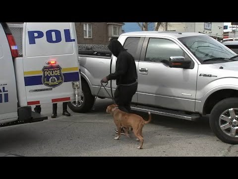 Dog shot after attacking woman in Philadelphia