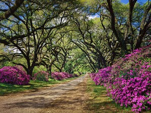 How To Grow And Care For Azaleas - Bunnings New Zealand