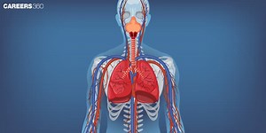 Lung Volumes and Lung Capacity: Definition and Difference