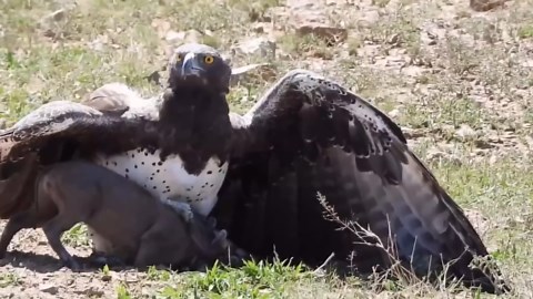The Strongest Eagles Ever: Deadly Predators with Incredible Power and Speed