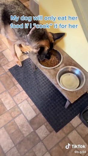How to Get Your Dog to Eat: Cooking Tips for Picky Eaters