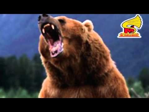 Bear Growling SOUND EFFECT