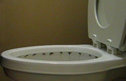 How to Clean under Toilet Rim Stains, Rings & Limescale - Toiletseek